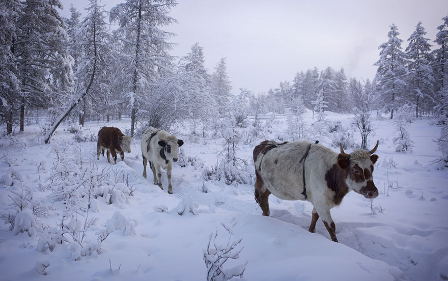 coldest-village-oymyakon-russia-amos-chaple-16