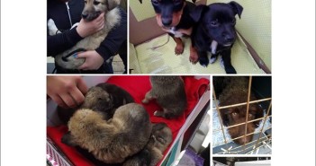 Анима Мунди најавува нови акции викендов за вдомување кучиња и мачки