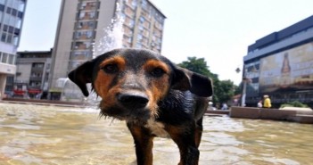 Во Врање се собира помош за животните во Македонија