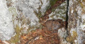 За првпат по 11 години прва фотографија на младенче од рис во Македонија