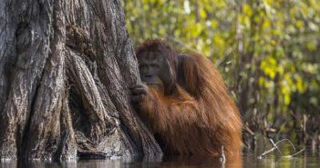 National Geographic ги претстави најдобрите фотографии од природата за 2017