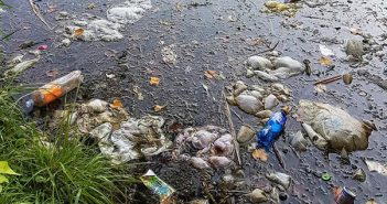 Екологијата малку застапена во основното и во средното образование