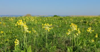 Кампања за научни цели: Излезете на воздух и набљудувајте пролетни јаглики