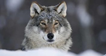 Финска, Шведска и Норвешка ќе убиваат волци со цел контрола на популацијата