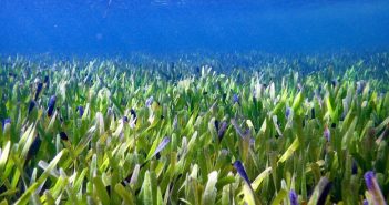 Откриено најголемото растение на светот под водите на Индискиот океан