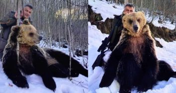 „Анима мунди“: Нема податок за сообраќајка со мечка во декември во билтенот на МВР, како што тврди Дранго
