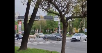 Идентификуван возачот кој вчера со автомобил влечеше врзан коњ, известен јавен обвинител