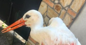 „Анима мунди“: Свирепо мачење на штрк во Гевгелија, насилството врз животните е повик за итна институционална и општествена реакција