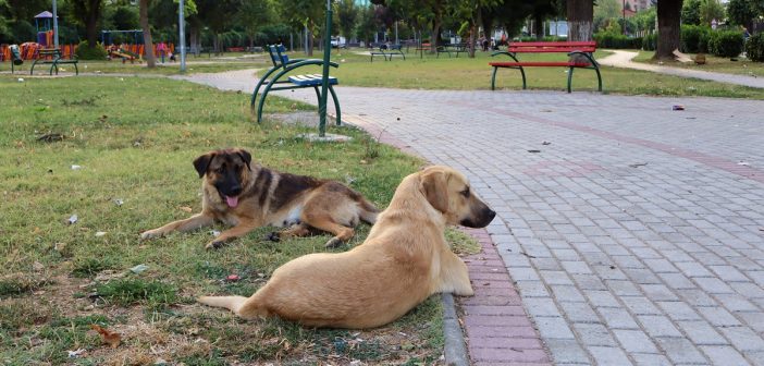 „Шепи холидејс“ – хуманитарен настан во „Комбо“ за собирање донации за над 50 бездомни кучиња