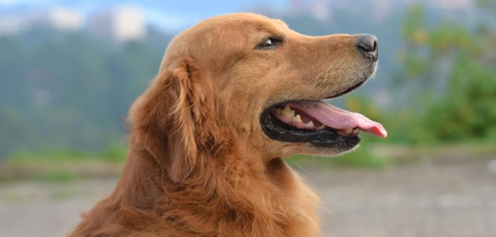 Анима Мунди бара напуштањето на кучиња кои имале сопственици да стане кривично дело