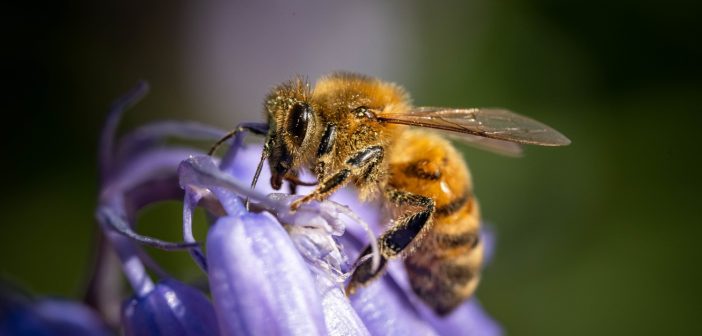 Се произведуваат пчели роботи кои ќе го надоместуваат недостатокот на природните пчели