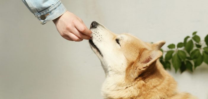 Микрочипирањето на кучињата е законска обврска на сопствениците, велат од АХВ