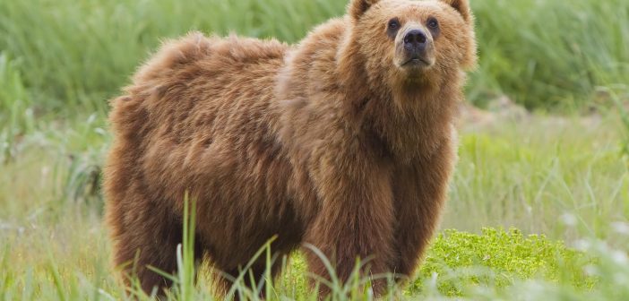 Светски ден на мечката: Околу 300 кафеави мечки под закана од исчезнување поради криволовот