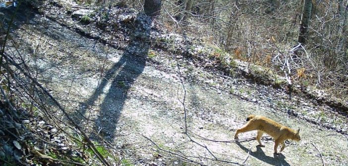 Два нови балкански риса снимени на Шар Планина